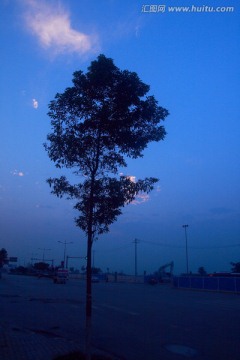 蓝天下的孤树