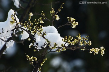 腊梅冰雪