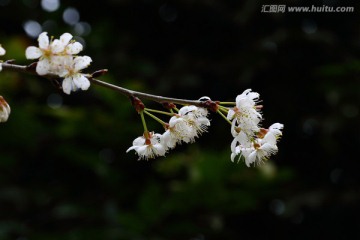 垂丝海棠