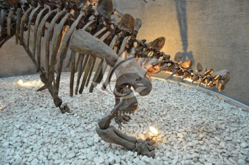 恐龙骨骼 动物标本