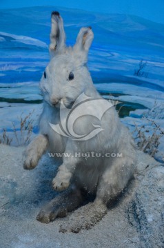 冬天雪兔  动物标本