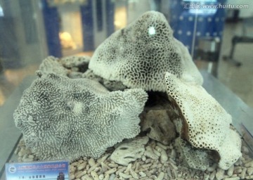 涠洲岛产珊瑚标本
