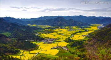 乡间如画春色美 油菜花