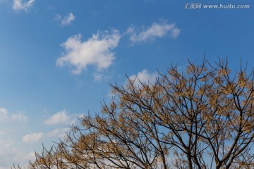 树