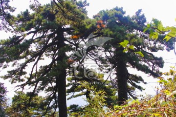 松树