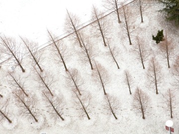 雪后小区树林