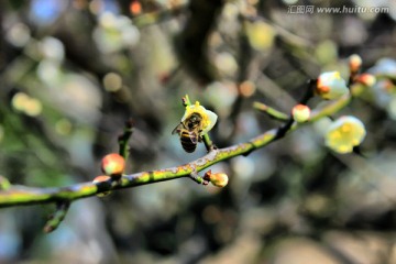 勤劳的蜜蜂