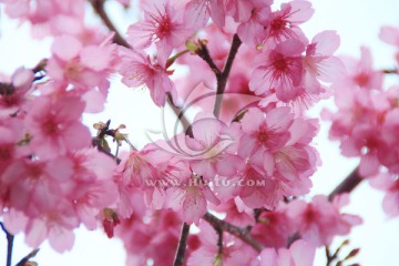 樱花
