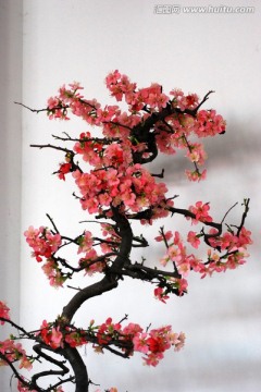梅 梅花 花卉 花朵 花瓣