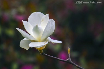 白玉兰花