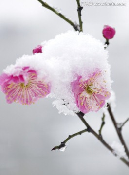 雪后梅花偷偷开