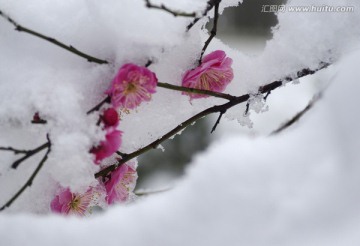 大雪红梅