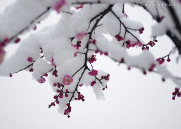 雪中一树红梅开