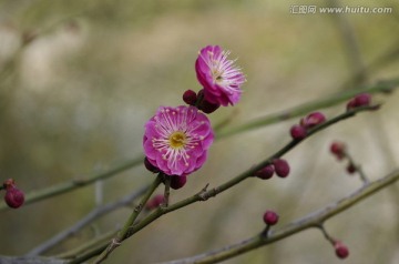 红梅枝