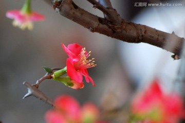 梅 梅花 红梅 花卉 花朵