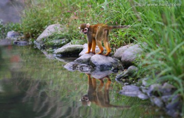 松鼠猴