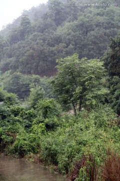 浙江 余姚 杨梅种植基地 乡村