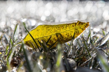 冰封的黄叶 秋叶 草坪 草地