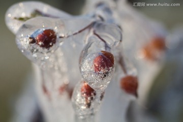 冰封的红色浆果 野果 海棠果