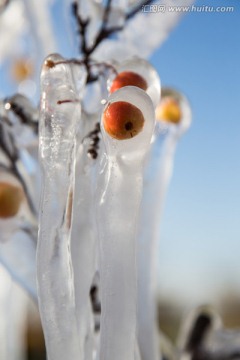 冰封的海棠果 浆果