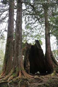 阿里山神木