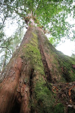 阿里山神木