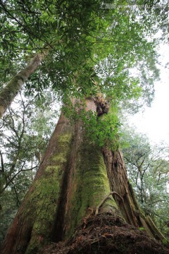 阿里山神木