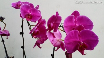 紫色 蝴蝶兰