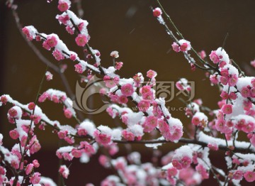 雪梅 梅花 红梅 白雪 寒梅