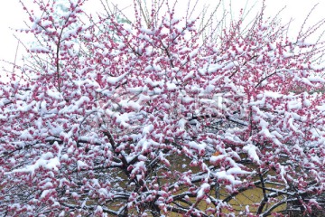 雪梅 梅花 红梅 白雪 寒梅