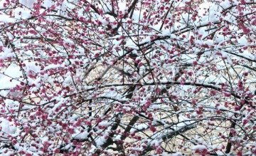 雪梅 梅花 红梅 白雪 寒梅