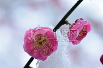 雪梅 梅花 红梅 白雪 寒梅