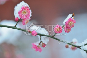 雪梅 梅花 红梅 白雪 寒梅