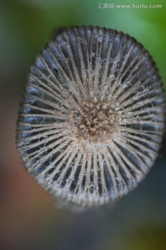 野生蘑菇