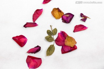 玫瑰花瓣