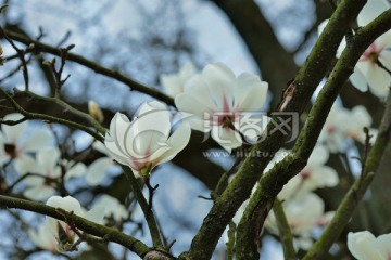 白玉兰 木兰 玉兰花 玉树 望