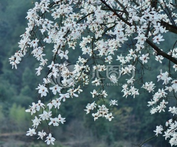 白玉兰 木兰 玉兰花 玉树