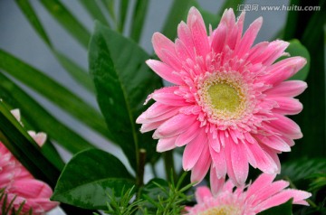 非洲菊