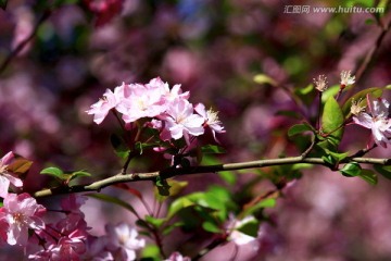 海棠花