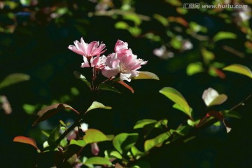 海棠花