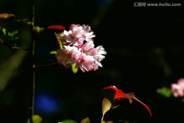 海棠花