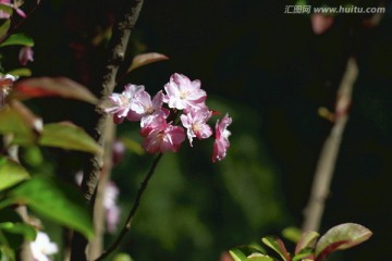 海棠花