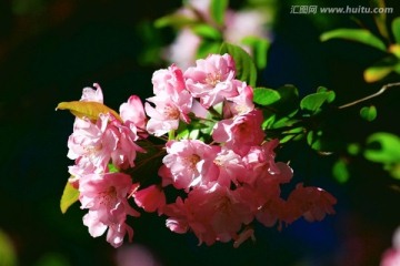 海棠花