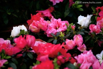 杜鹃花