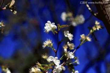梨花