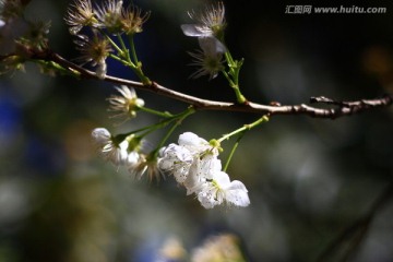 梨花