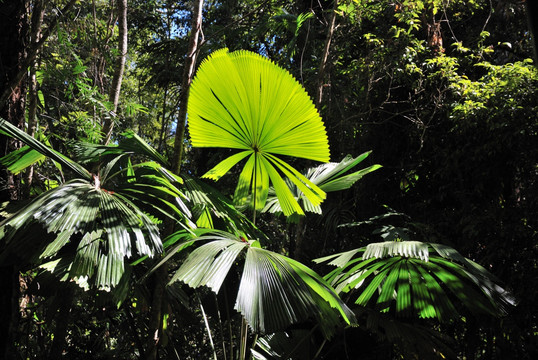 澳洲凯恩斯热带雨林