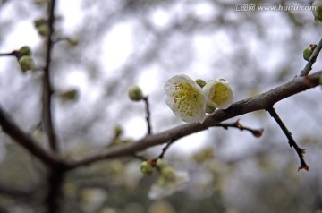 白梅花蕊特写