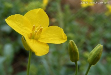 油菜花