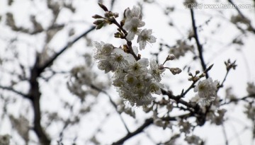 白色樱花素材